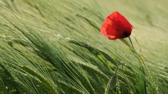 海宁弃攻莫斯科，这一年的时机辛集谁会把握？