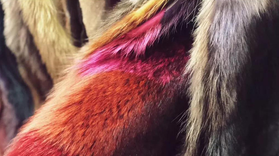 皮羽，爱之坚守与转型