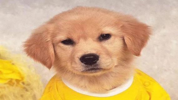 狗年戏说“狗狗时装秀”