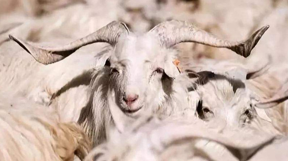 市委书记朱政学来清河调研，强调羊绒产业这样做……