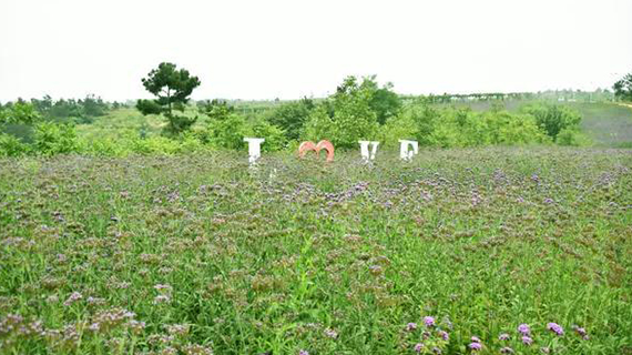 平桥区：&ldquo;巧媳妇工程&rdquo;助力 乡村振兴美丽宜居