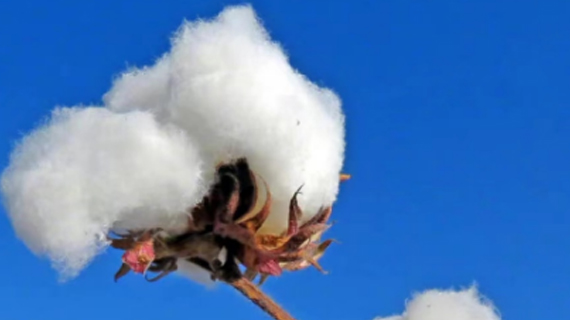 安踏声明：将退出BCI组织，一直采购和使用中国棉产区出产的棉花，包括新疆棉